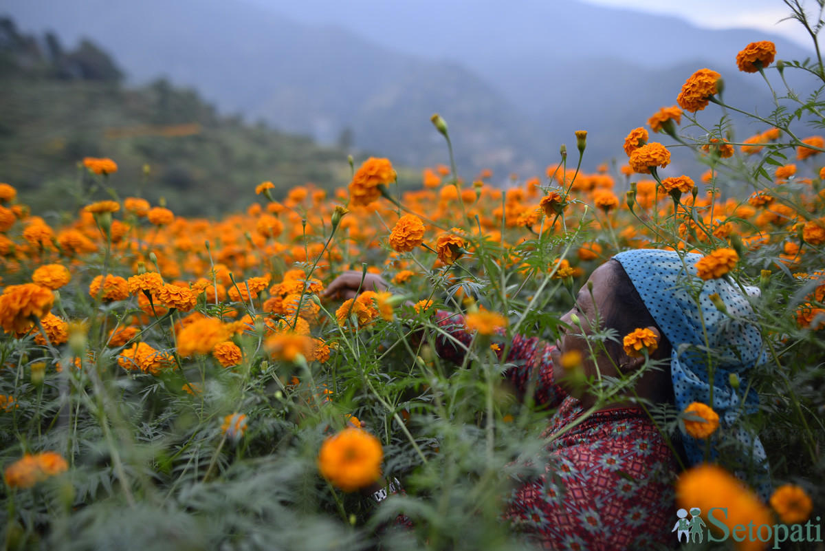 https://raracms.setopati.com/uploads/shares/2019/01/sujita/Marigold flowers for the Tihar Festival (1).JPG